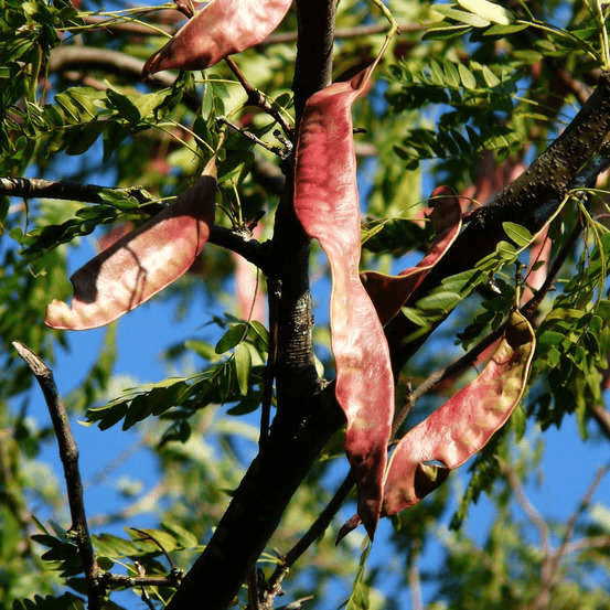 Des images de diff�rentes plantes